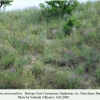 plebejus maracandicus biotope chervlenye buruny 4